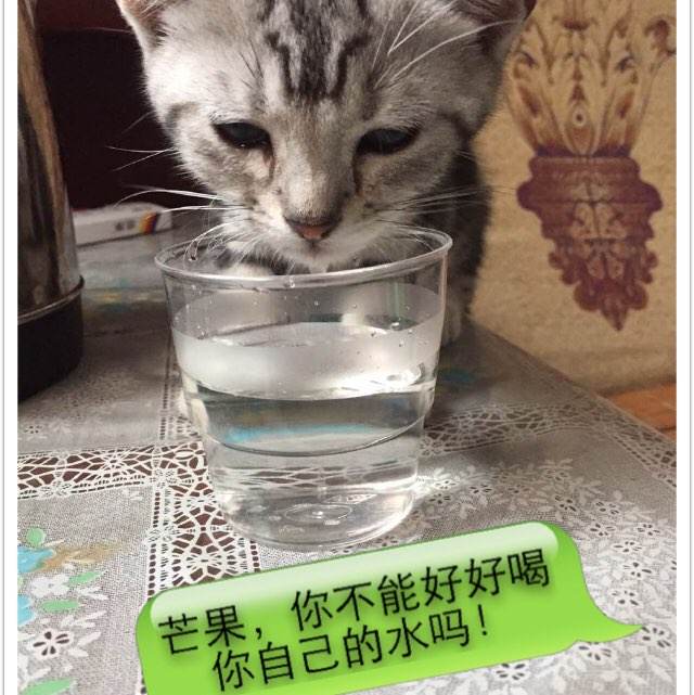 魏玛大学学士毕业证